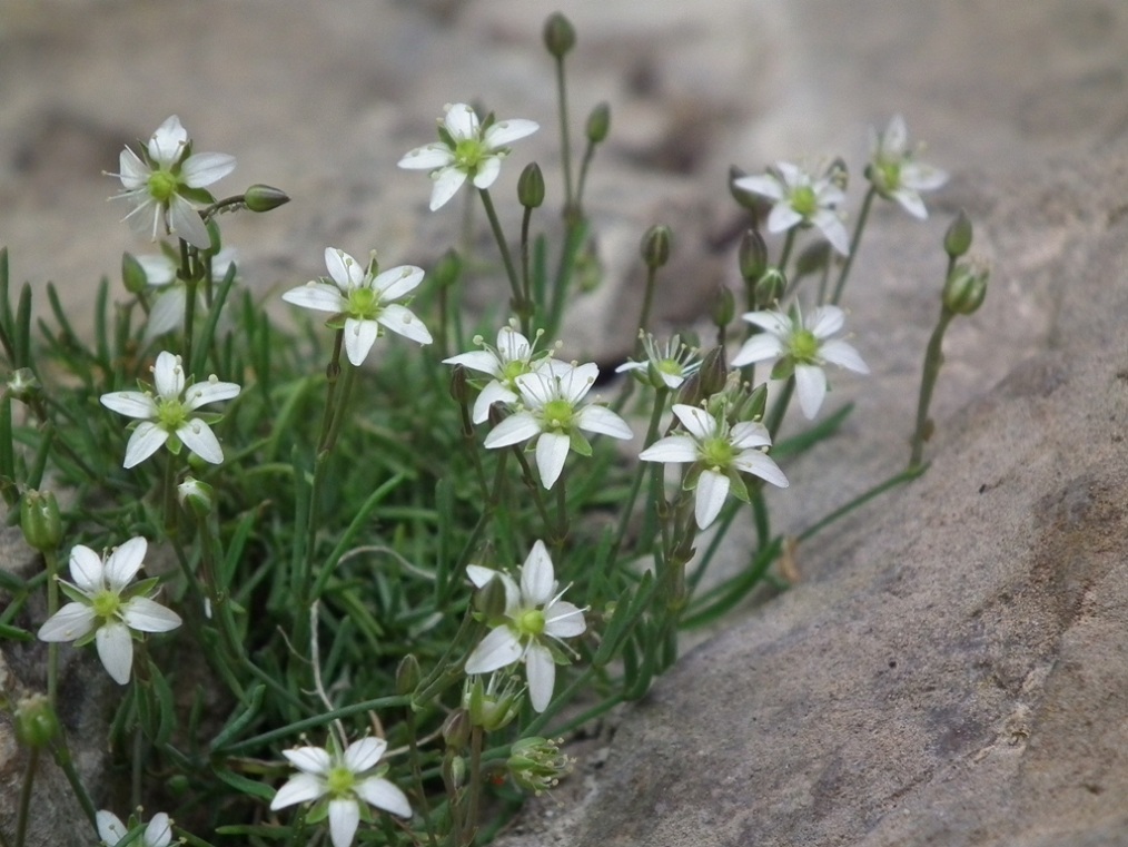 Moehringia glaucovirens / Moehringia verde-glauca